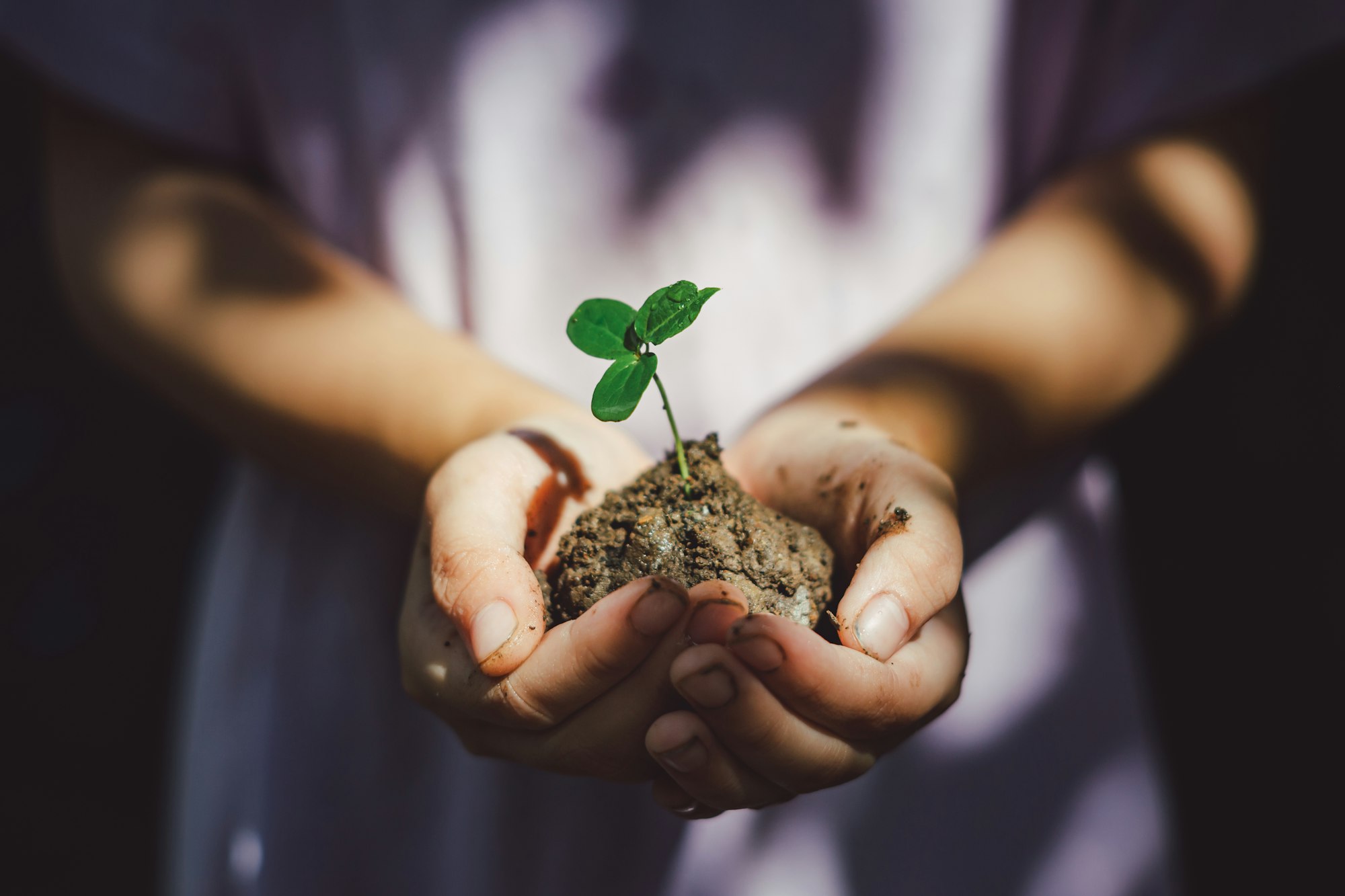 Close up children hands planting the tree as save world or care of the environment and ecology conce