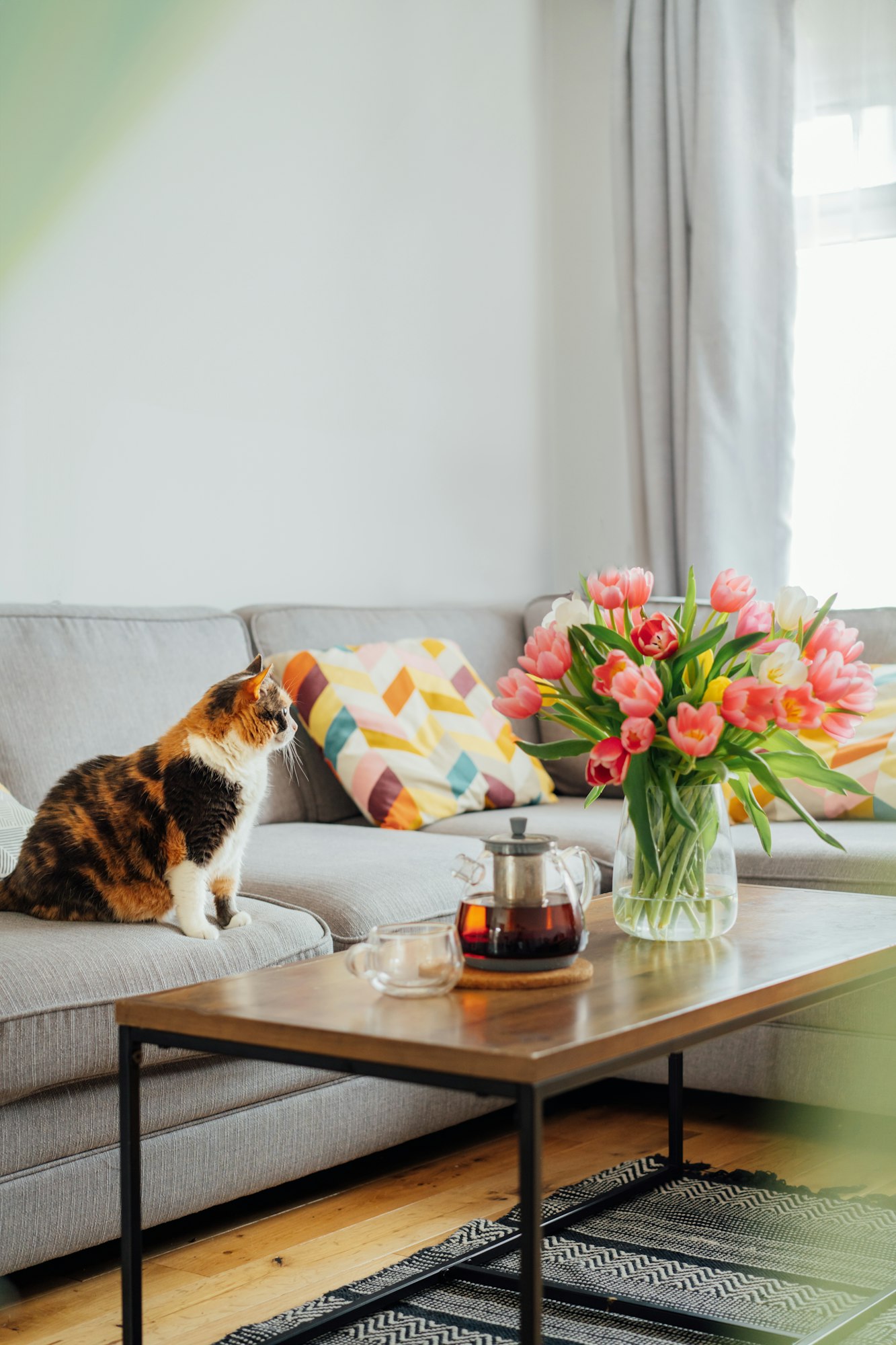 Focus on cat pet relaxing on couch sofa with vase of fresh tulips, tea pot and cup on coffee table